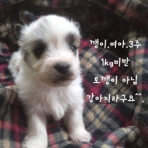장성군동물보호센터에서 보호중인 유기된 강아지를 알려드립니다