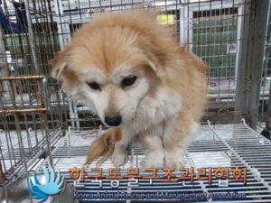 한국동물구조관리협회에서 보호중인 유기된 강아지를 알려드립니다