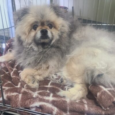 진해유기동물보호소에서 보호하고 있는 유기된 강아지아이를 소개합니다