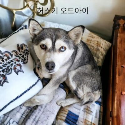 2023년 03월 08일 유기된 강아지 정보를 알려드립니다