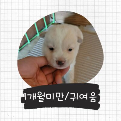 2023년 03월 09일 유기된 강아지 정보를 안내해드립니다