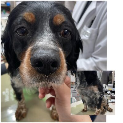 24시아이동물메디컬에서 보호하고 있는 유기된 강아지를 알려드립니다