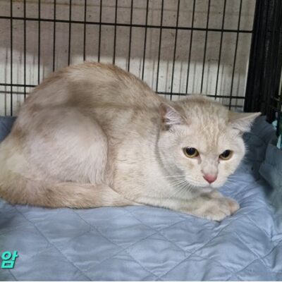 2023년 03월 12일 유기된 고양이 정보를 안내해드립니다