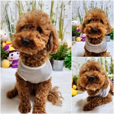(사)영일동물플러스에서 보호하고 있는 유기된 강아지를 안내드립니다