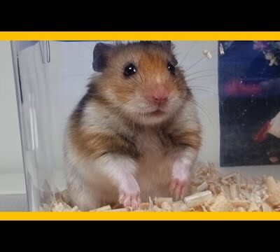 2023. 03. 13. 케이핫 금일의 Youtube 뜨는 핫동영상 TOP 5