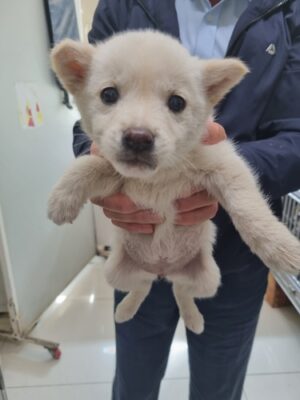 2023년 04월 22일 유기된 강아지 정보입니다.