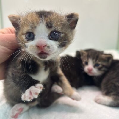 2023년 04월 24일 유기된 고양이 정보안내.