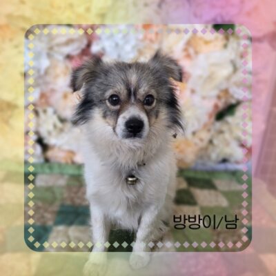 2023년 04월 25일 유기된 강아지 정보.