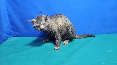 2023년 04월 27일 유기된 고양이 정보.