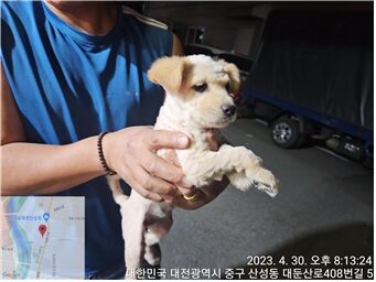 2023년 05월 01일 유기된 강아지 정보입니다.