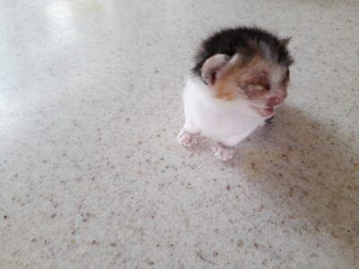 2023년 05월 05일 유기된 고양이 정보입니다.