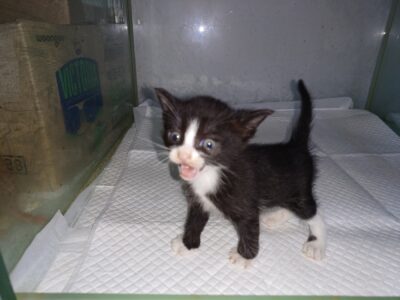 2023년 05월 08일 유기된 고양이 정보안내.