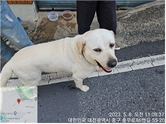 2023년 05월 09일 유기된 강아지 정보.