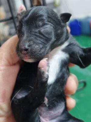 2023년 05월 09일 유기된 강아지 정보.