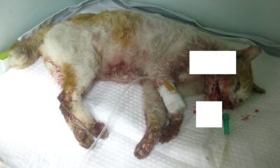 2023년 05월 13일 유기된 고양이 정보입니다.