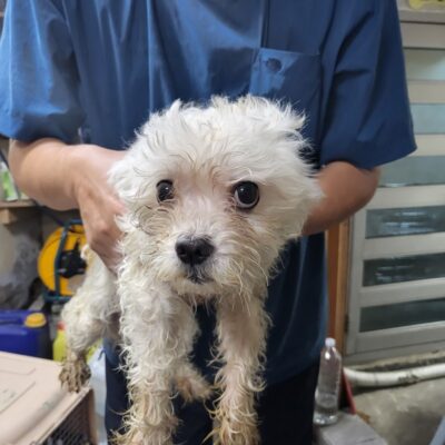 이성준동물병원에서 보호하고 있는 유기된 강아지입니다.