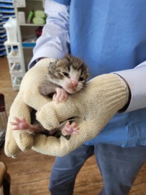 2023년 05월 18일 유기된 고양이 정보입니다.