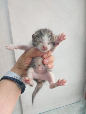 2023년 05월 20일 유기된 고양이 정보.