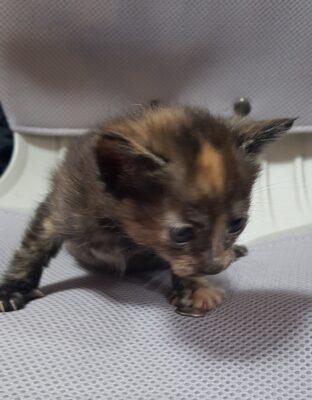 2023년 05월 23일 유기된 고양이 정보입니다.