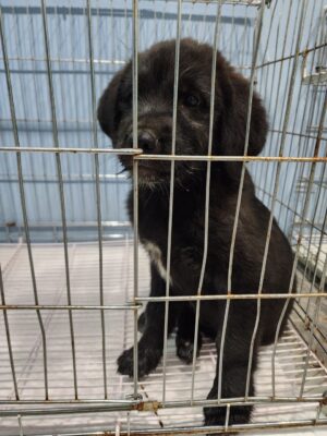 2023년 05월 23일 유기된 강아지 정보안내.