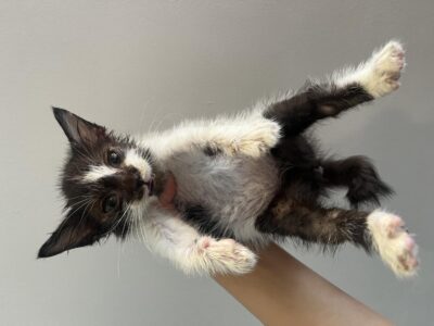 2023년 06월 10일 유기된 고양이 정보입니다.