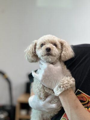반려동물보호센터에서 보호중인 유기된 강아지정보.