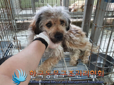 2023년 06월 17일 유기된 강아지 정보입니다.