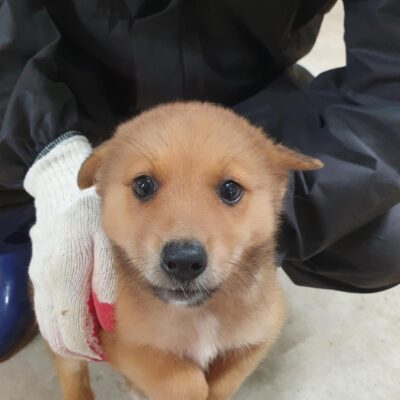 2023년 06월 19일 유기된 강아지 정보.