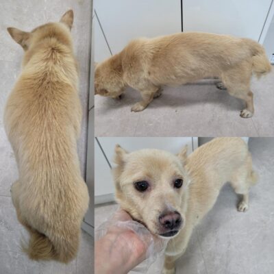 논산시 동물보호센터에서 보호중인 유기된 강아지안내.