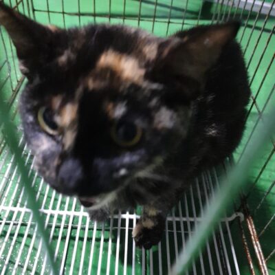 2023년 06월 29일 유기된 고양이 정보.
