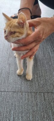 2023년 07월 05일 유기된 고양이 정보.