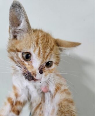 2023년 07월 04일 유기된 고양이 정보.