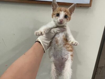 2023년 07월 05일 유기된 고양이 정보안내.