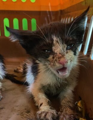 2023년 07월 07일 유기된 고양이 정보.