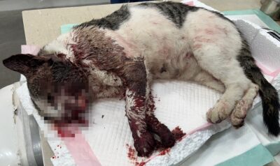 24시아이동물메디컬에서 보호중인 유기된 고양이입니다.