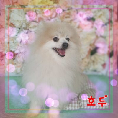 강아지 사진