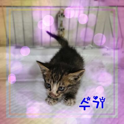 2023년 07월 10일 유기된 고양이 정보안내.