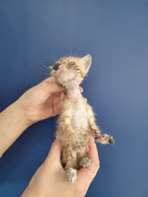 2023년 07월 12일 유기된 고양이 정보안내.