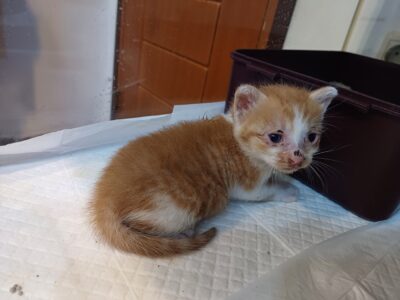 2023년 07월 19일 유기된 고양이 정보입니다.