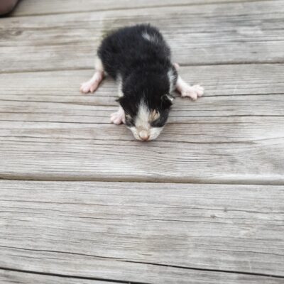 2023년 07월 25일 유기된 고양이 정보.