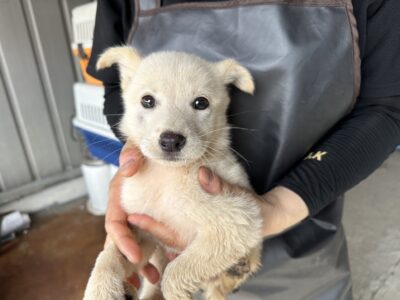 한국야생동물보호협회에서 보호중인 유기된 강아지소개합니다.