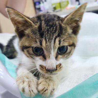 2023년 08월 06일 유기된 고양이 정보입니다.