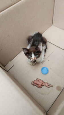 2023년 09월 04일 유기된 고양이 정보입니다.
