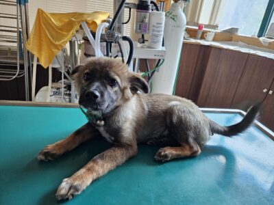 2023년 09월 11일 유기된 강아지 정보안내.