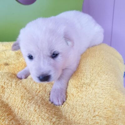 2023년 09월 20일 유기된 강아지 정보.