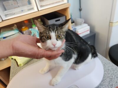 2023년 10월 26일 유기된 고양이 정보.