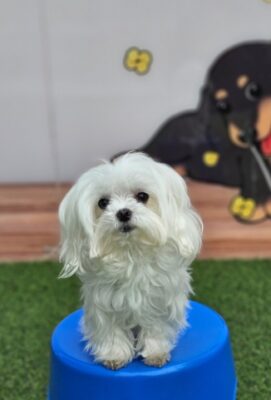 2023년 10월 27일 유기된 강아지 정보.