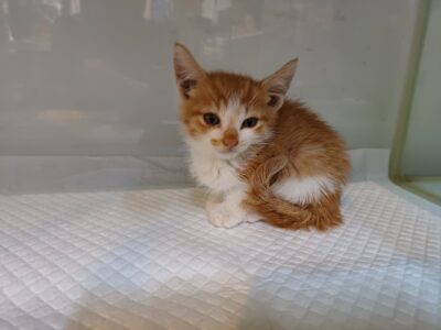 2023년 10월 29일 유기된 고양이 정보입니다.