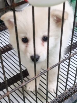 밀양시동물보호센터에서 보호중인 유기된 강아지안내드립니다.