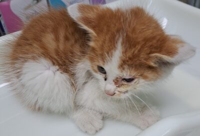 2023년 11월 09일 유기된 고양이 정보안내.